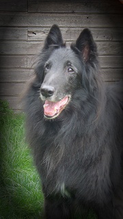 Bandit vom Waldecker Land